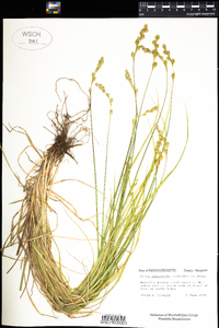 Carex argyrantha image