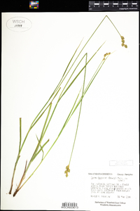 Carex brevior image