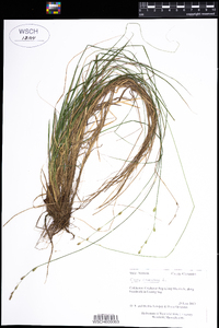 Carex canescens image