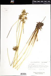 Juncus effusus var. pylaei image