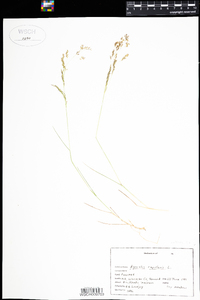 Agrostis capillaris image