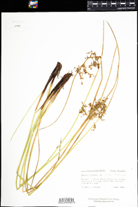 Juncus effusus var. pylaei image