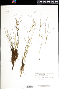 Juncus tenuis image