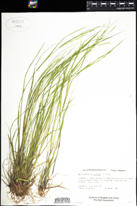 Danthonia compressa image