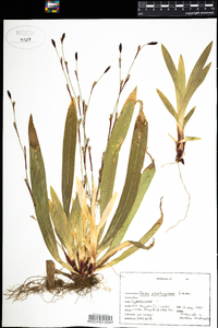 Carex plantaginea image