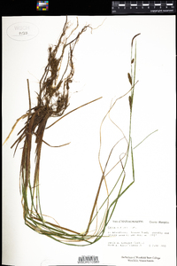 Carex stricta image