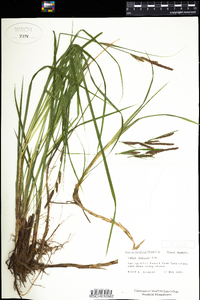 Carex stricta image