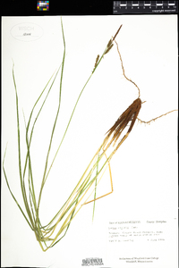 Carex stricta image