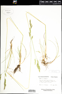 Festuca rubra image