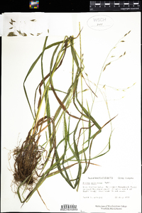 Bromus pubescens image