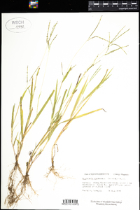 Digitaria ischaemum image