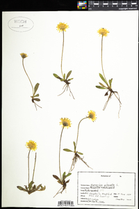 Hieracium pilosella image