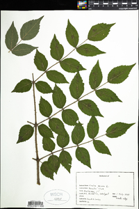 Aralia spinosa image