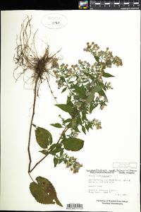 Symphyotrichum cordifolium image