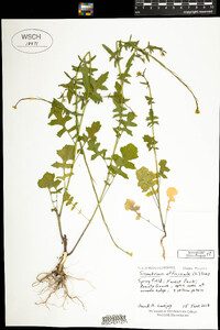 Sisymbrium officinale image