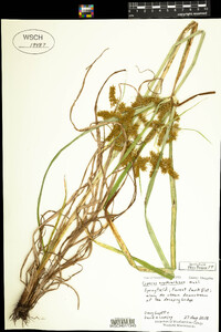 Cyperus erythrorhizos image