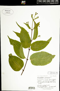 Heptacodium miconioides image