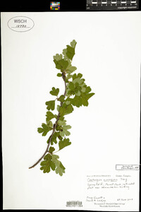 Crataegus monogyna image