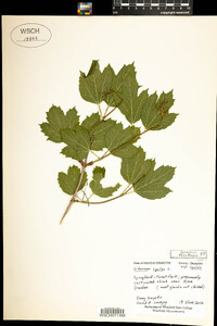 Viburnum opulus image