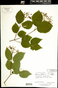 Viburnum dentatum var. lucidum image