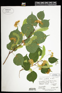 Tilia cordata image