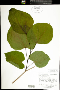 Tilia americana image