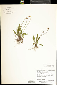 Plantago lanceolata image