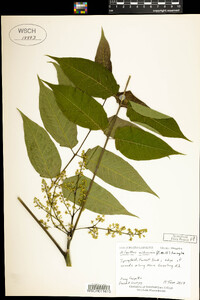 Ailanthus altissima image