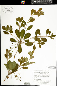 Enkianthus campanulatus image