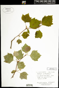 Platanus occidentalis image