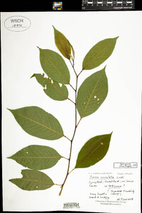 Prunus serrulata image