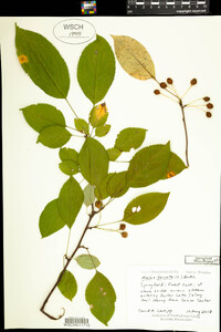 Malus baccata image