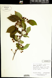 Malus baccata image