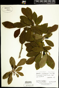 Magnolia soulangiana image