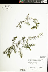 Ceratophyllum demersum image