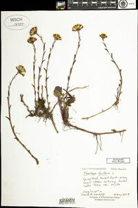 Tussilago farfara image