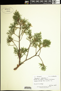 Juniperus virginiana image