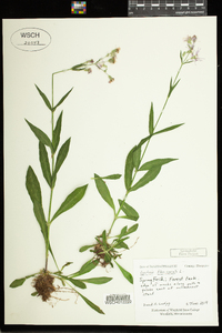 Lychnis flos-cuculi image