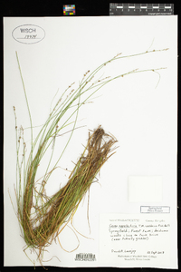 Carex appalachica image