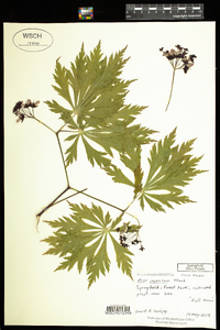 Acer japonicum image