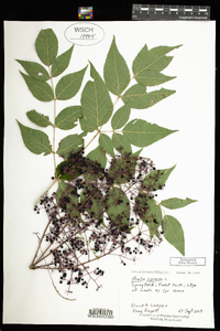 Aralia spinosa image