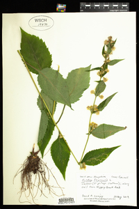 Solidago flexicaulis image