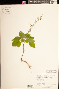 Desmodium perplexum image