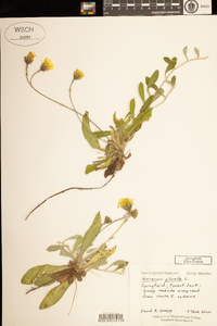 Hieracium pilosella image