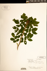 Rosa rugosa image