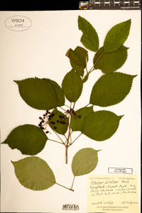 Viburnum plicatum image