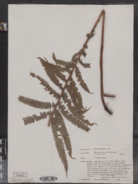 Matteuccia struthiopteris image