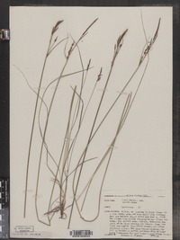 Carex striata image