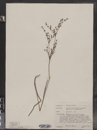 Juncus brachycephalus image
