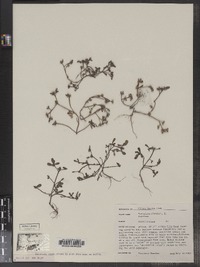 Portulaca oleracea image